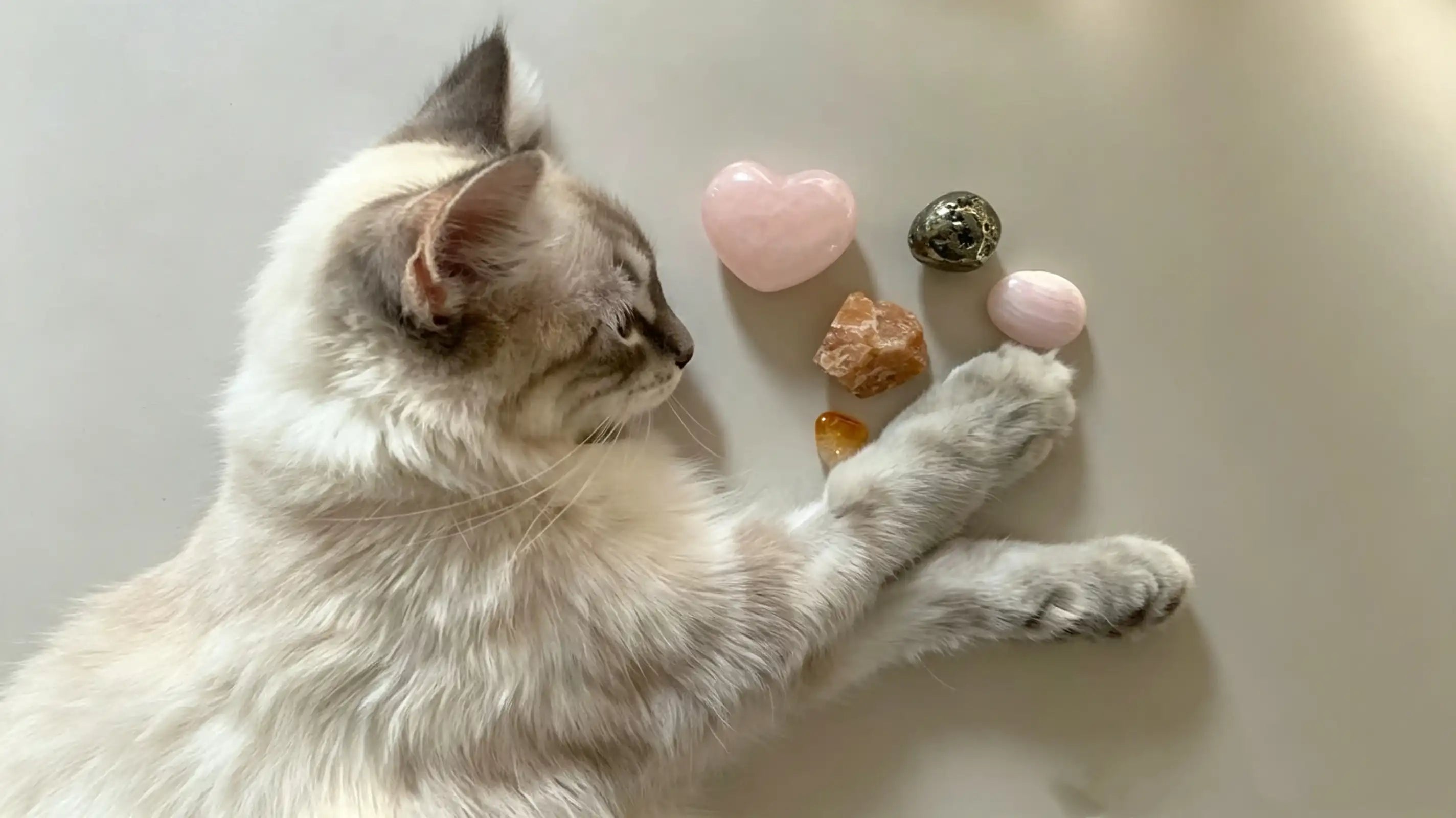 Do Pet Crystals Really Work