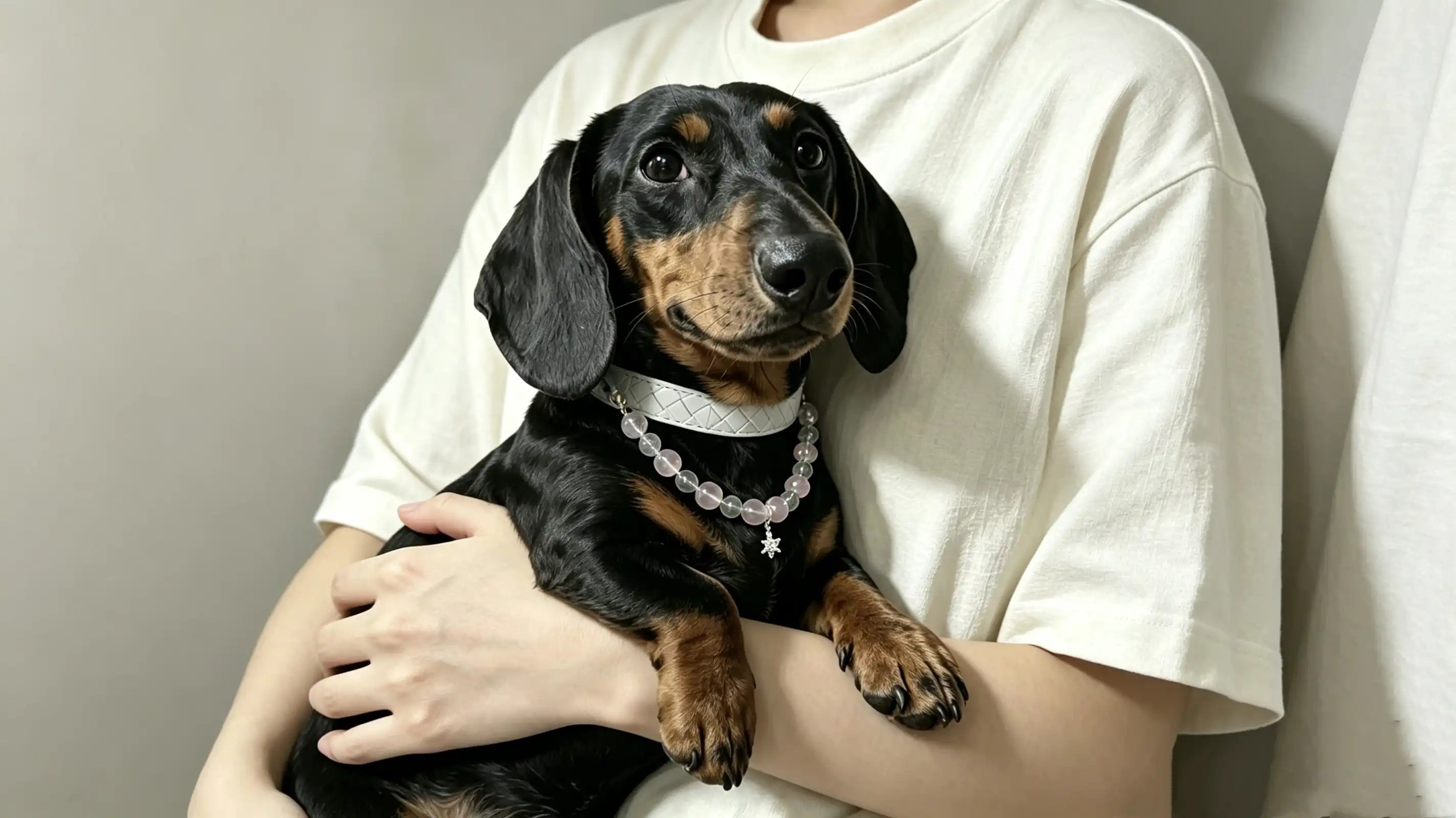 How to Choose the Right Crystal Dog Collar
