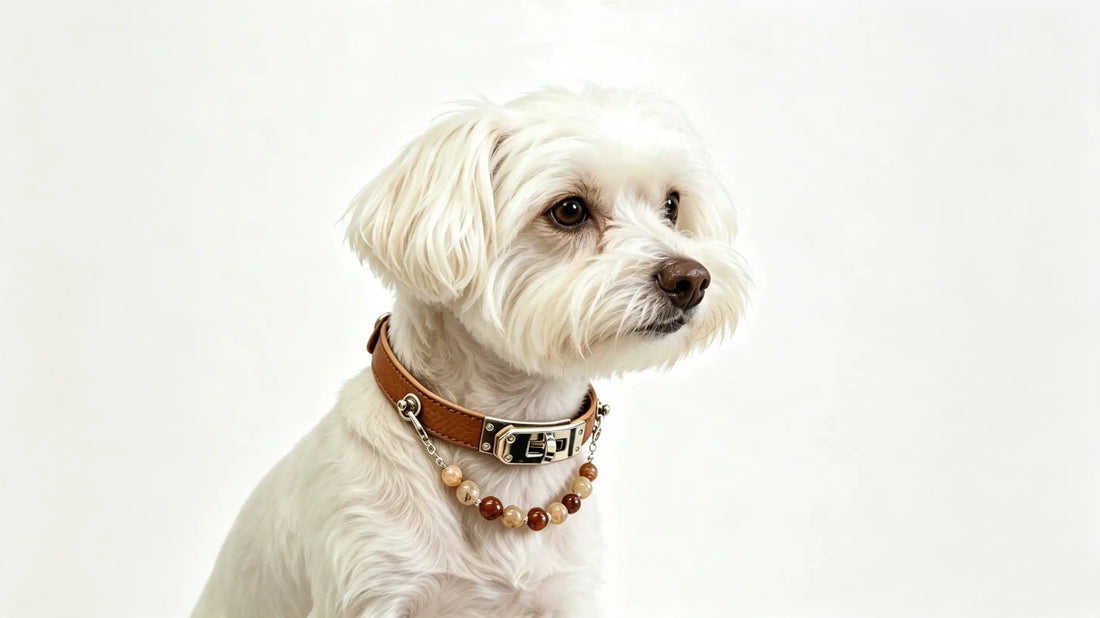 Healing Crystals for Cancer in Dogs: For Comfort and Emotional Support