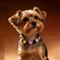 Healing crystal dog collar featuring genuine stones and crystals