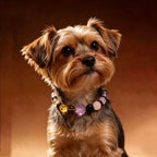 Healing crystal dog collar featuring genuine stones and crystals